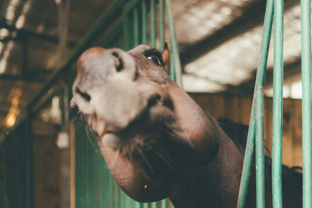 site wordpress ngừng hoạt động vì lý do tranh chấp